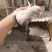 اصل کفتر پرشی