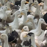 ۴ هزارتا اردک دوماهه