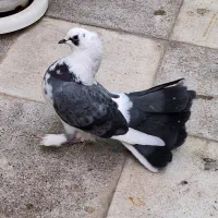 دم چتری انگلیسی نژاددار پر پا وکاکلی