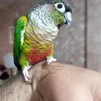 طوطی گرینچیک ماده معاوضه با نر