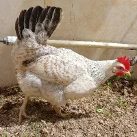 سه عدد مرغ تخمگذار سالم