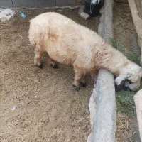 بره نر چاق