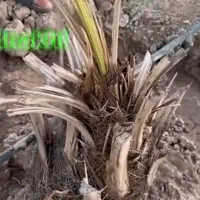 فروش باغ همراه با آب قنات و آب موتور