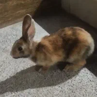 ...|موش و خرگوش|قائن, |دیوار