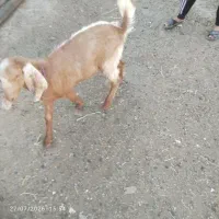 دوتا بزغاله نرو ماده