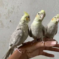 عروس هلندی یا پاریس