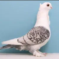 کبوتر (کفتر) پیدا شده