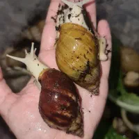 حلزون آچاتینا / خاک حلزون /باکس/مکمل/کلسیم کف دریا