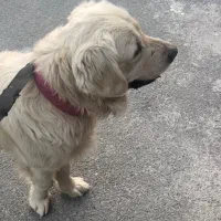 سگ گلدن سفید بینظیر