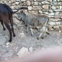 گوساله محلی ماده ۷۰میلیون