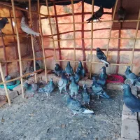 کبوتر فروشی ۴۰عددنروماده