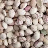 لوبیا چیتی