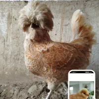 ۷ جوجه لهستانی طلایی فقط ۱۸۰ تومان