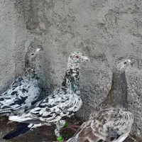 ۳تاخطی،
