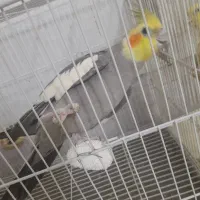 یک جفت عروس هلندی