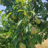 باغ میوه با مساحت ۳ هکتار و سهم آب|فروش دفتر صنعتی، کشاورزی، تجاری|تهران, دولت‌آباد|دیوار