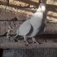 کبوتر
