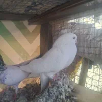 کبوتر پرشی