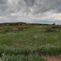 شترمرغ