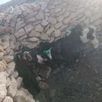 بز کوهستان عشایری درجه یک