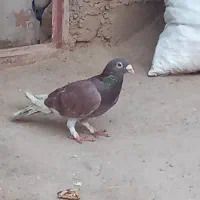 کفتر سرخ فروشی