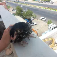 ۷عدد جوجه های ۳ ماهه