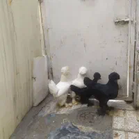 مرغ خروس نژاد سلطان