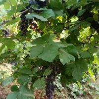 میوه|خوردنی و آشامیدنی|کوار, |دیوار