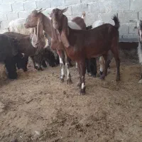 ۲ عدد بز پاکستانی اصل