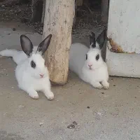 خرگوش نر