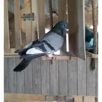 کفتر پلاکی یا معاوضه