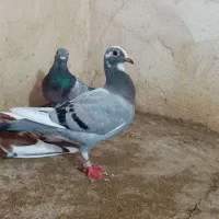 جوانه نر