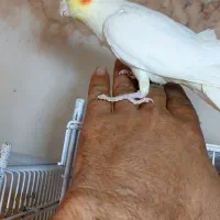 عروس هلندی .ماده بالغ.رفسنجان