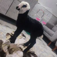 بره شال ۴۵روزه