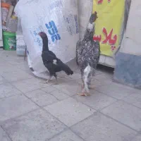 جوجه لاری اوشامو
