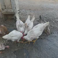 فروش تعدادی جوجه