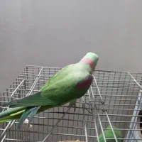 جفت شاه طوطی مولد(راهب گرینچیک عروس)