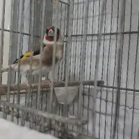 سهره بخوان