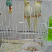عروس هلندی نر وماده دوساله