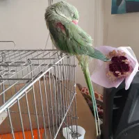شاه طوطی