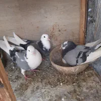 کفتر نروماده