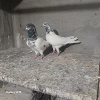 کفتر تهرانی اصل