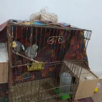 طوطی عروس