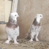 هما کاکلی پاپر .زینتی
