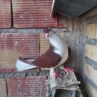 سیاه