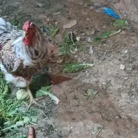 خروس ویاندوت ویک جفت غاز
