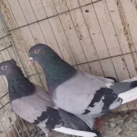 دو جفت نروماده اس