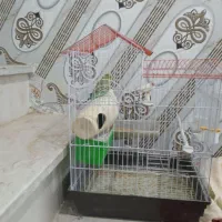 فنچ و مرغ عشق با قفس