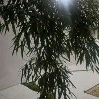 گل .آمستر. گلدان بزرگ
