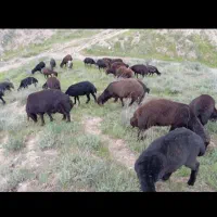 گوسفند نر